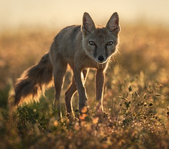 "Из света и тишины"
