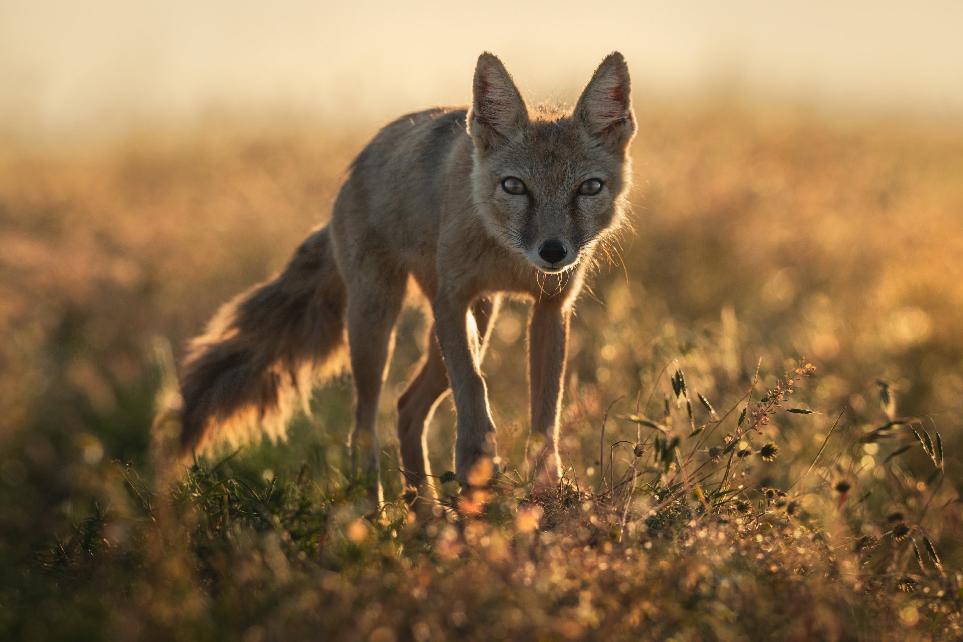 Из света и тишины