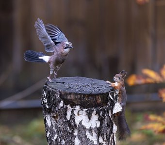 Лесная встреча