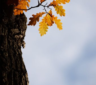 "Акварельный дуб"