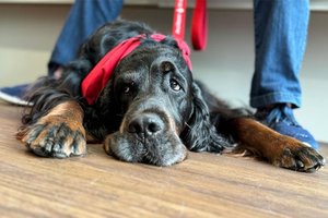 Этот пёс-донор спас более 180 жизней и установил рекорд