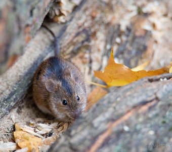 Полевая мышь встречает осень
