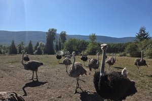 В Канаде разом уничтожили 300 здоровых страусов