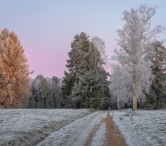 Морозное утро ноября в Павловском парке