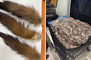 7 тысяч хвостов куницы: в «Домодедово» поймали контрабандиста