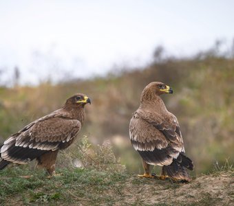 Степные орлы