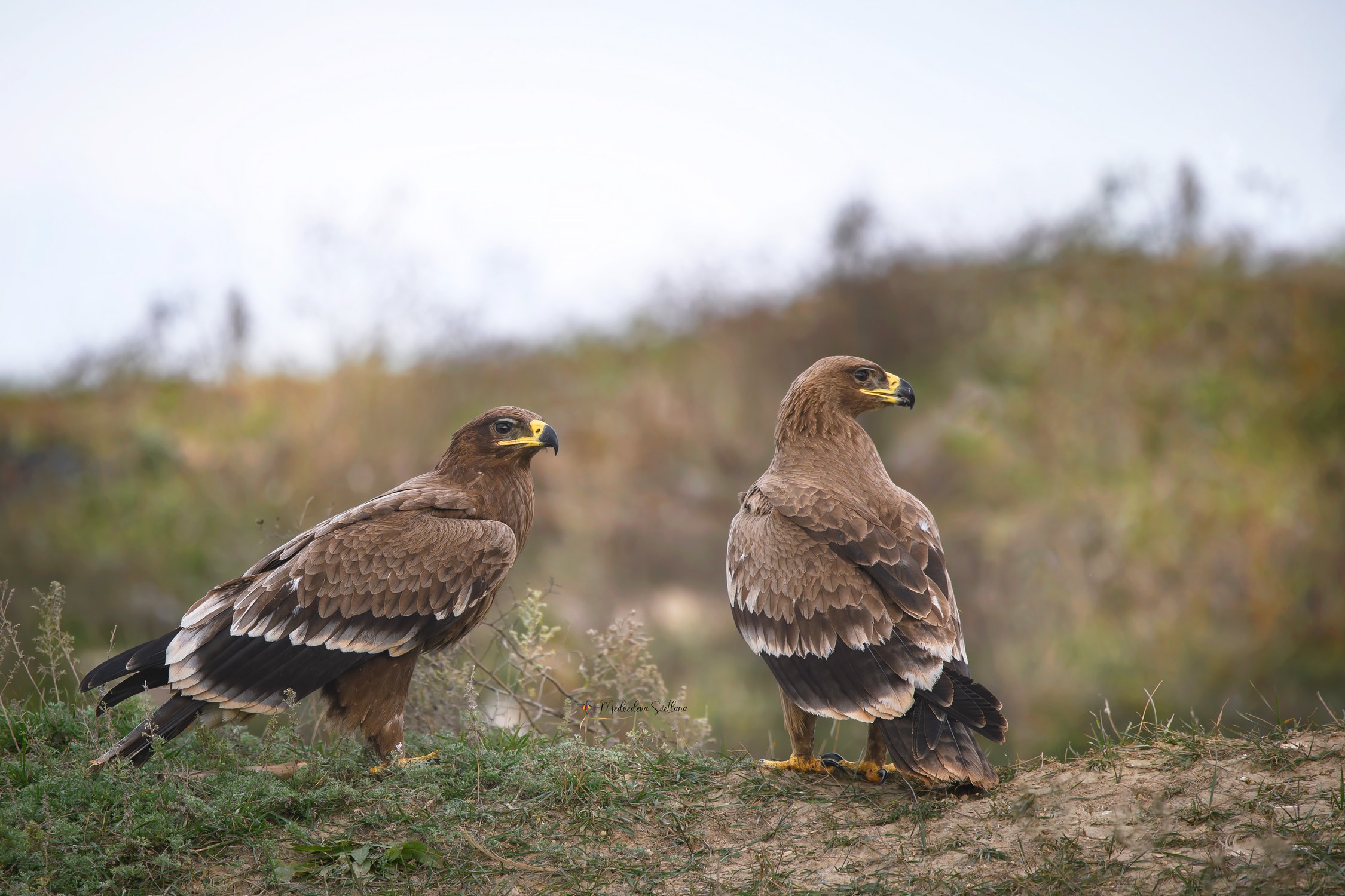 Степные орлы