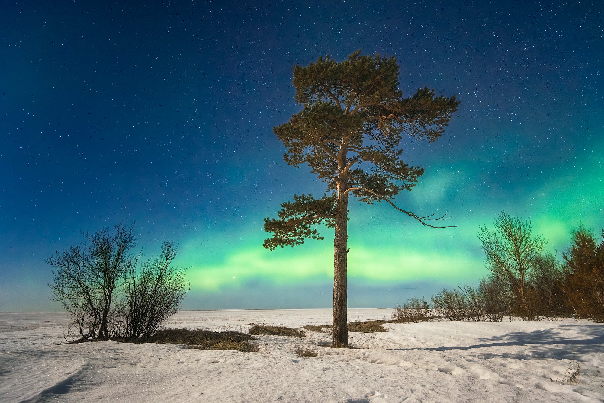 Сосна на морском берегу