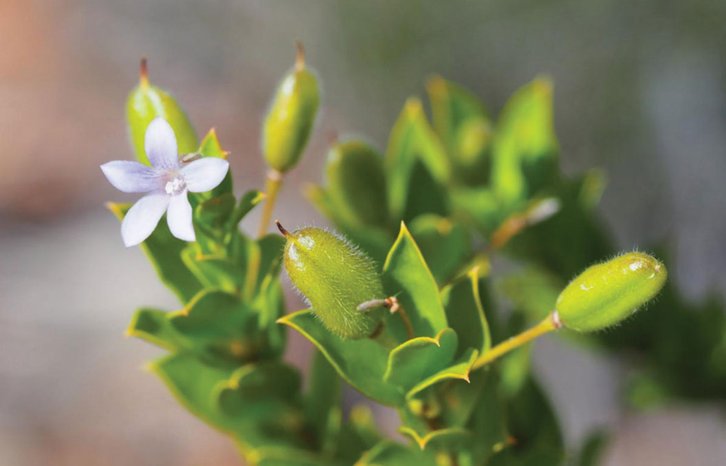 Фото: Prendergast and Campbell / Curtin School of Molecular and Life Sciences