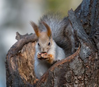 Пушистик с орешком