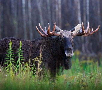 Осторожный взгляд