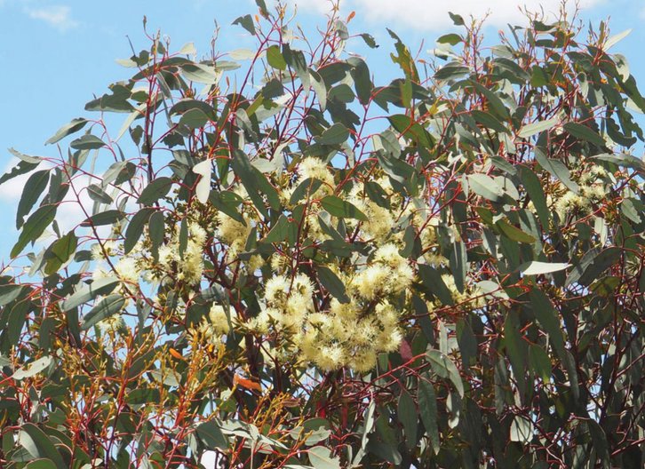 Фото: Prendergast and Campbell / Curtin School of Molecular and Life Sciences