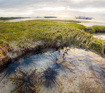 На отливе...