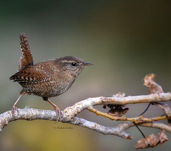 Маленький грозный птиц