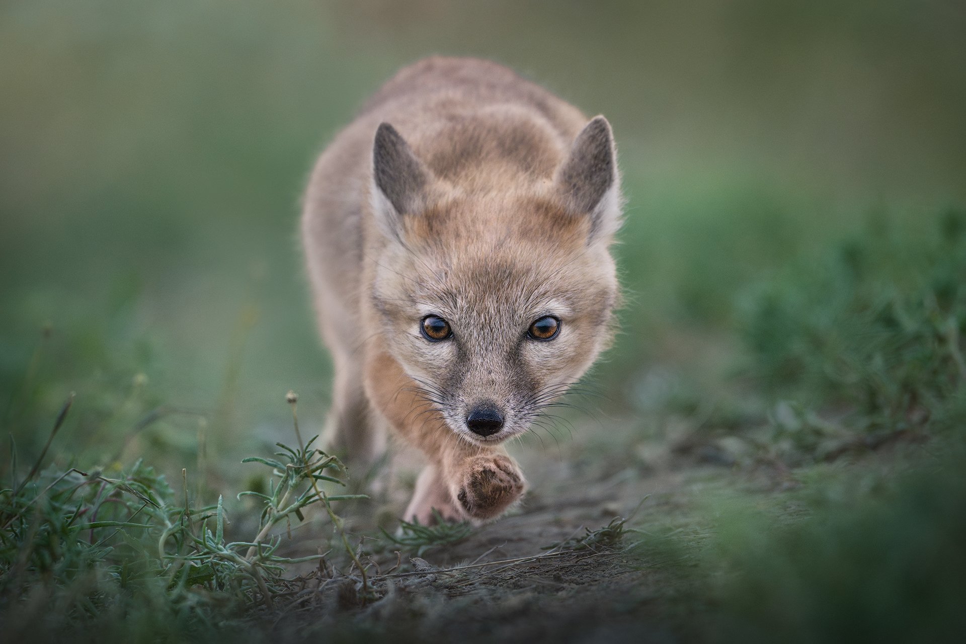 Юный охотник