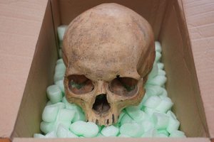 В Австрию вернули череп, украденный полвека назад