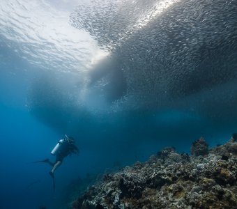 Сардиновое торнадо