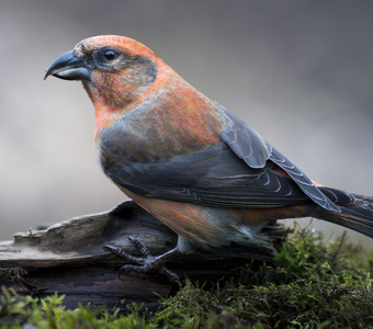Клёст-еловик (Loxia curvirostra)