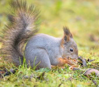 Славный бельчонок подкрепляется орешком