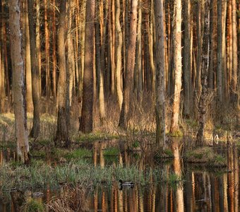 Ковшовское лесничество. Брянск