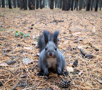 Белка в осеннем парке. Сосновоборск, Красноярский край
