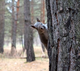 Белка в Сосновоборском парке, Красноярский край