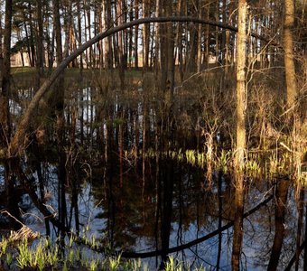 Лес у Ковшовского озера