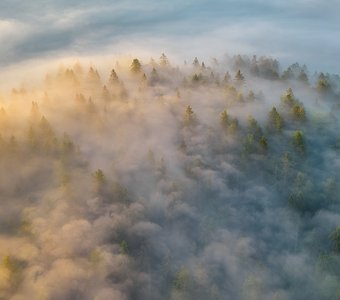 Утренняя сказка над еловым лесом