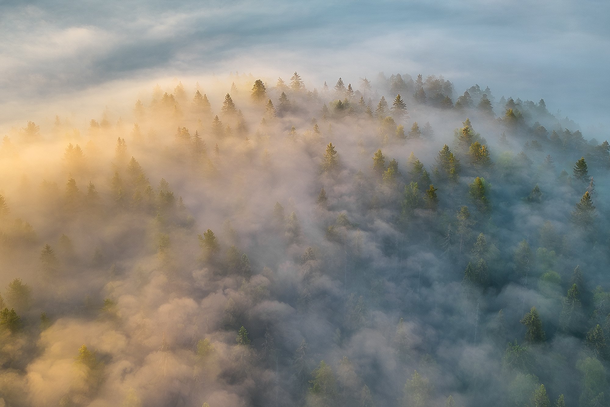 Утренняя сказка над еловым лесом