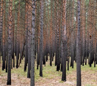 Парк у Сосновоборска, Красноярский край