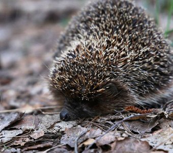 Любопытный нос