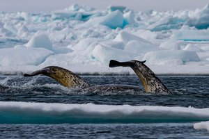 Ученые изучают нарвалов, а нарвалы изучают ученых