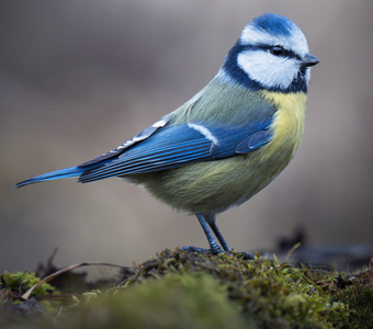 Обыкновенная лазоревка (Cyanistes caeruleus)
