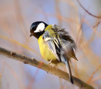 Синица-скуф