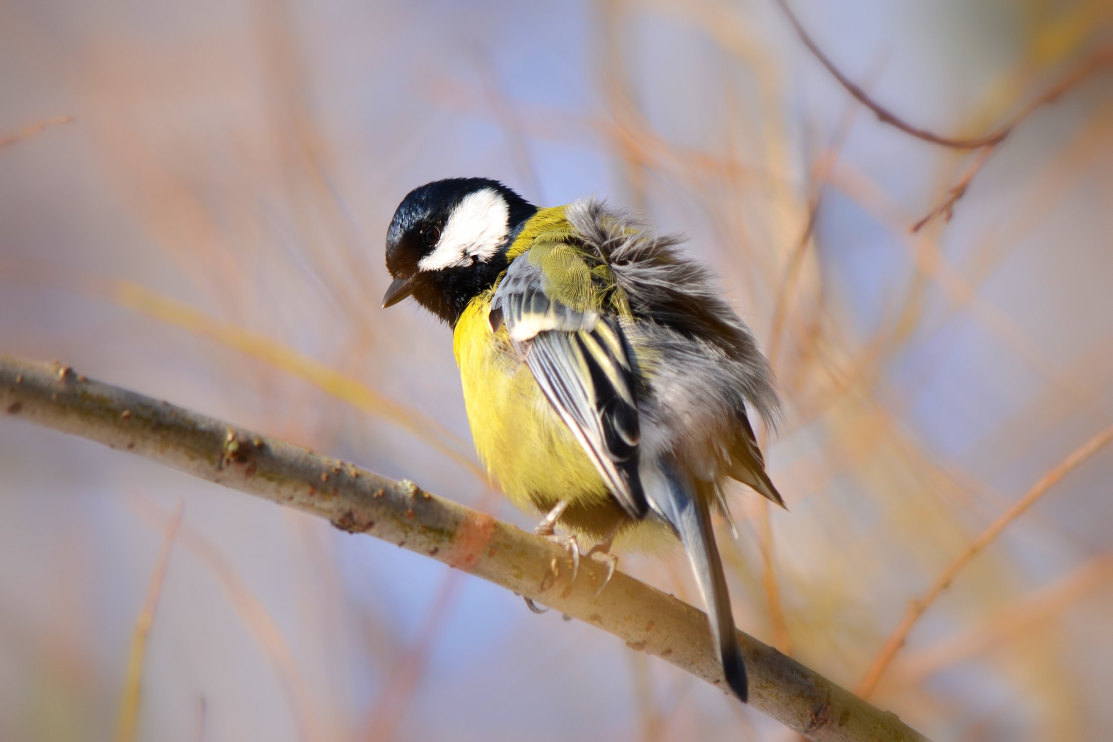 Синица-скуф