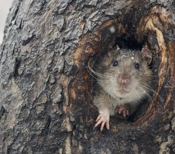 Первый снег