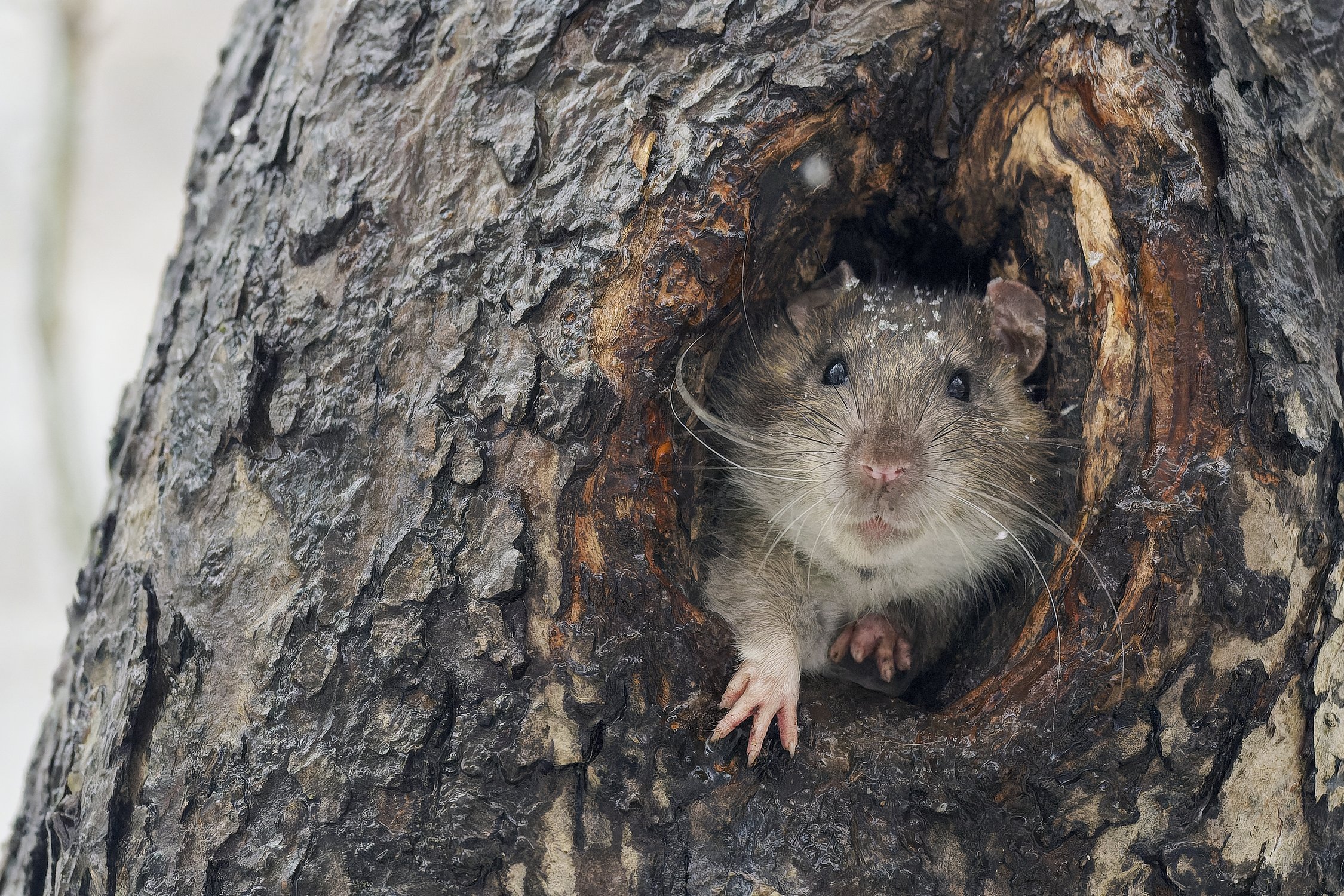 Первый снег