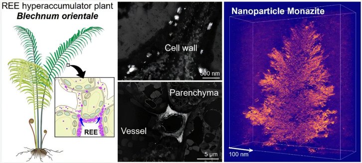 Фото: Environmental Science & Technology (2025). DOI: 10.1021/acs.est.5c09617