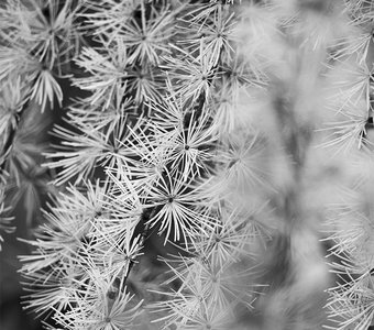 Лиственница