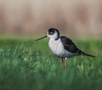 Задумчивый