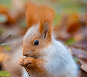 Осенняя белочка