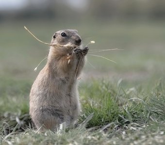 С зернышком