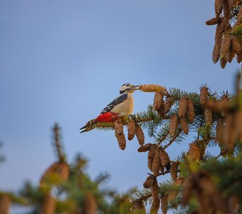 Дятел наряжает ёлку