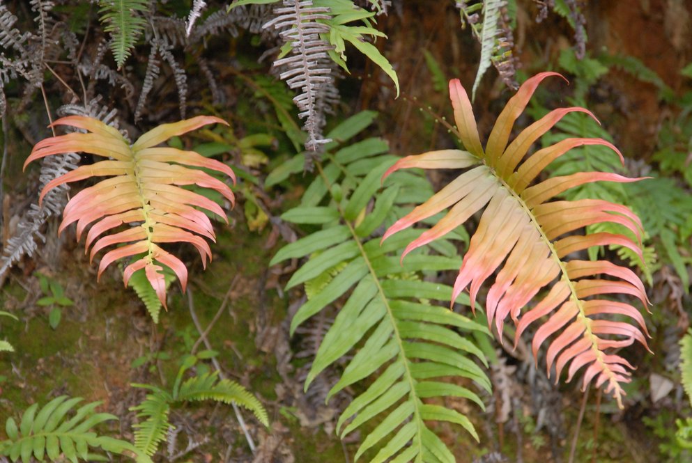 Обнаружен папоротник, который производит редкоземельные элементы