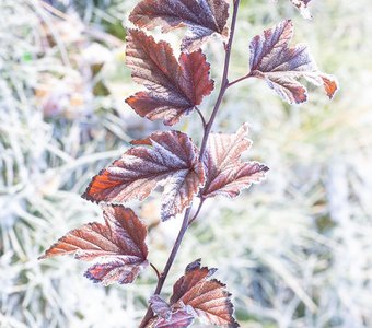 "Первый заморозок"