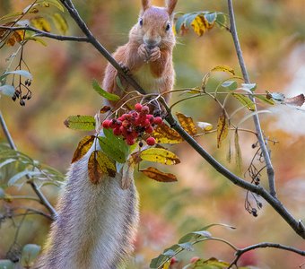 Белочка на рябине