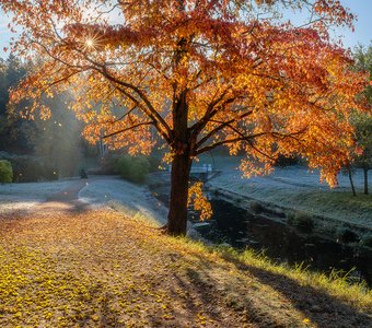 В гостях у яркой осени