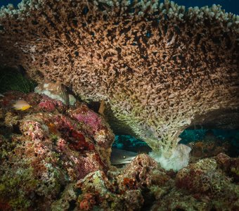 Как спят акулы...