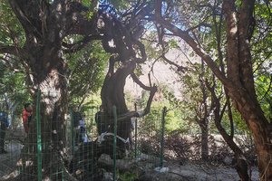 В Тибете обнаружена 416-летняя дикая виноградная лоза