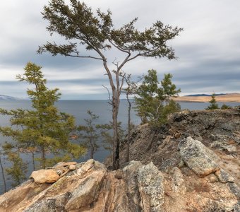 Природный бонсай